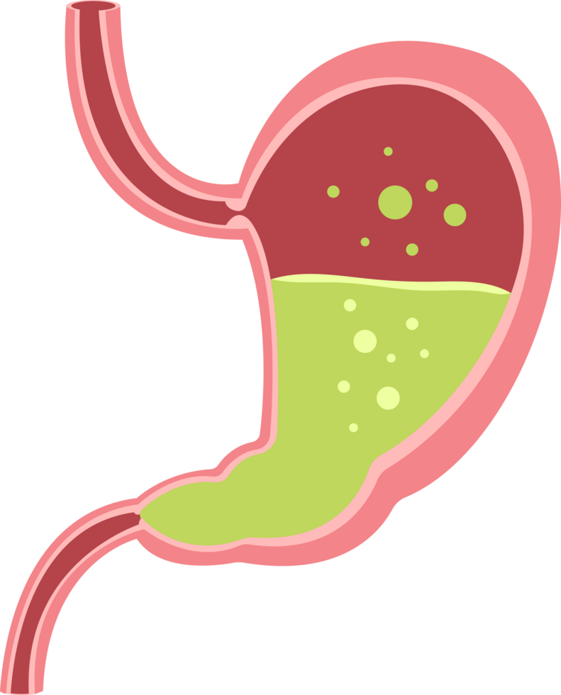 Stomach clipart design illustration png