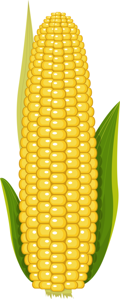 Corn clipart design illustration png