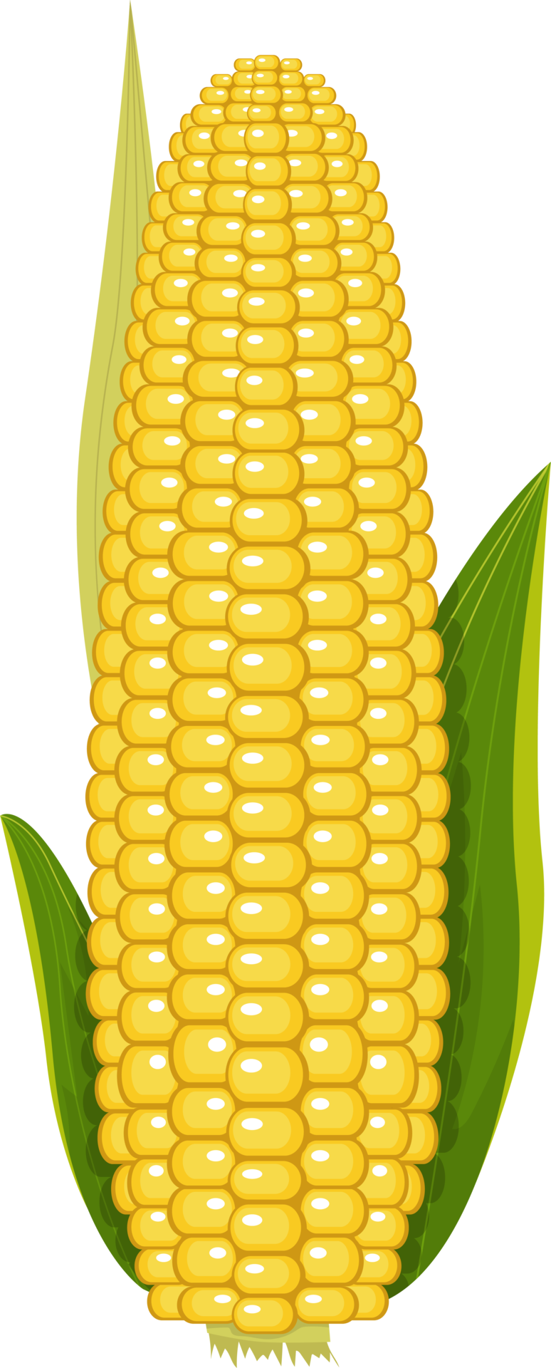Corn PNG Free Images with Transparent Background - (1,086 Free Downloads)