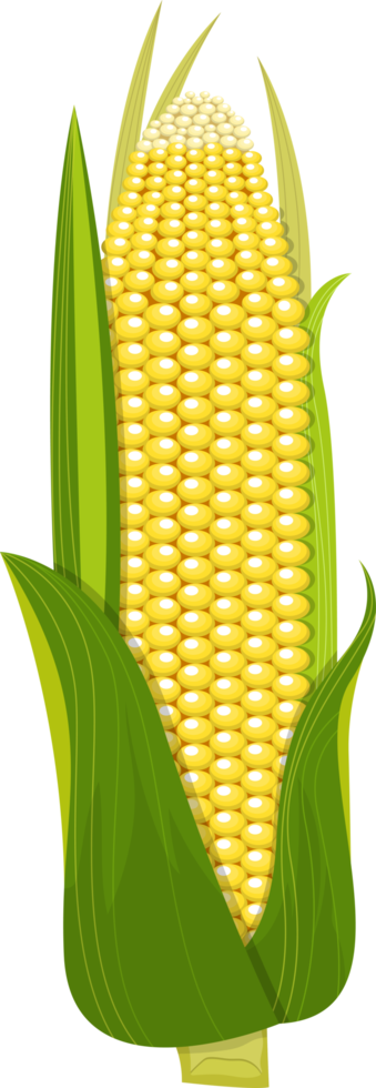 Corn clipart design illustration png