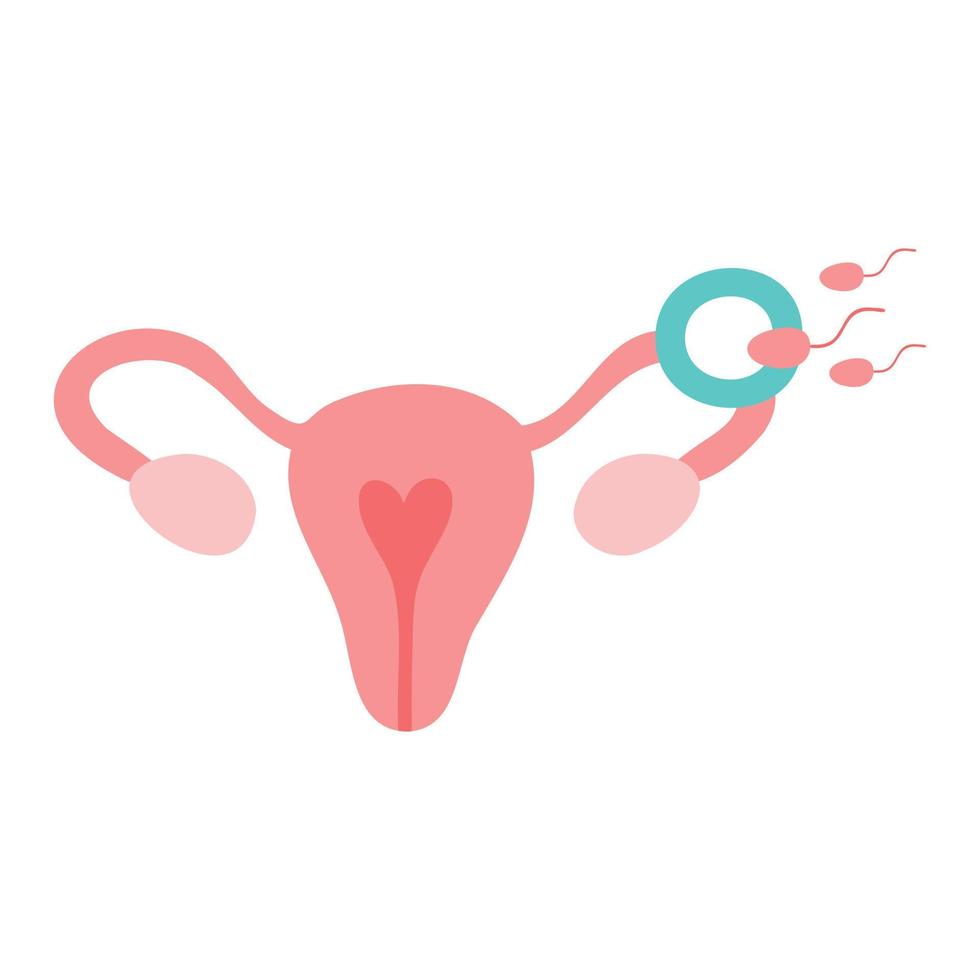 Fertilization icon. Uterus, sperm, insemination. Fertilization in the fallopian tube. Embryology vector