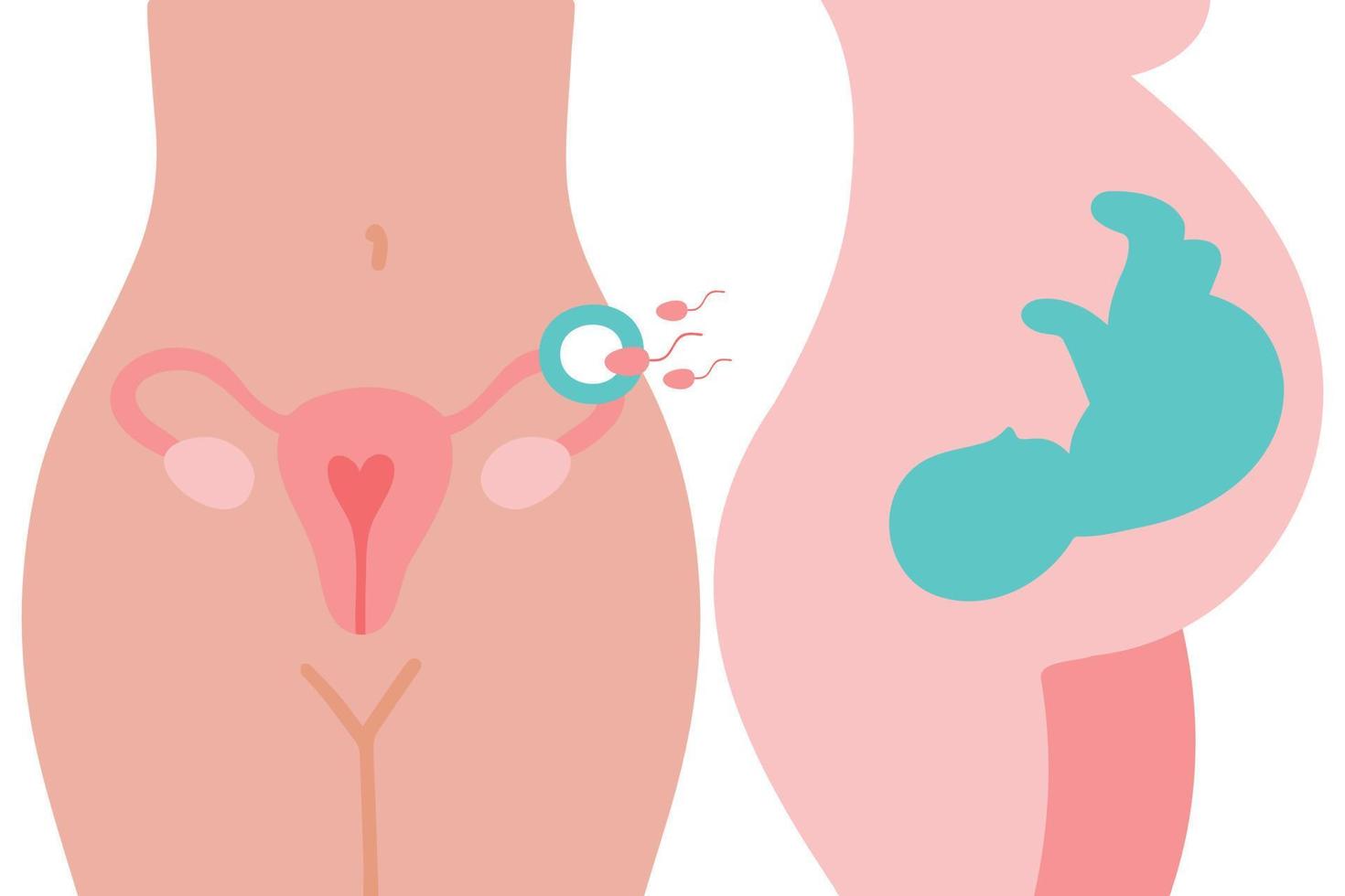 Uterus, sperm, insemination. Fertilization in the fallopian tube. Embryo in woman's belly. Gynecology, reproductive. Fetal baby positions in the uterus during pregnancy. vector