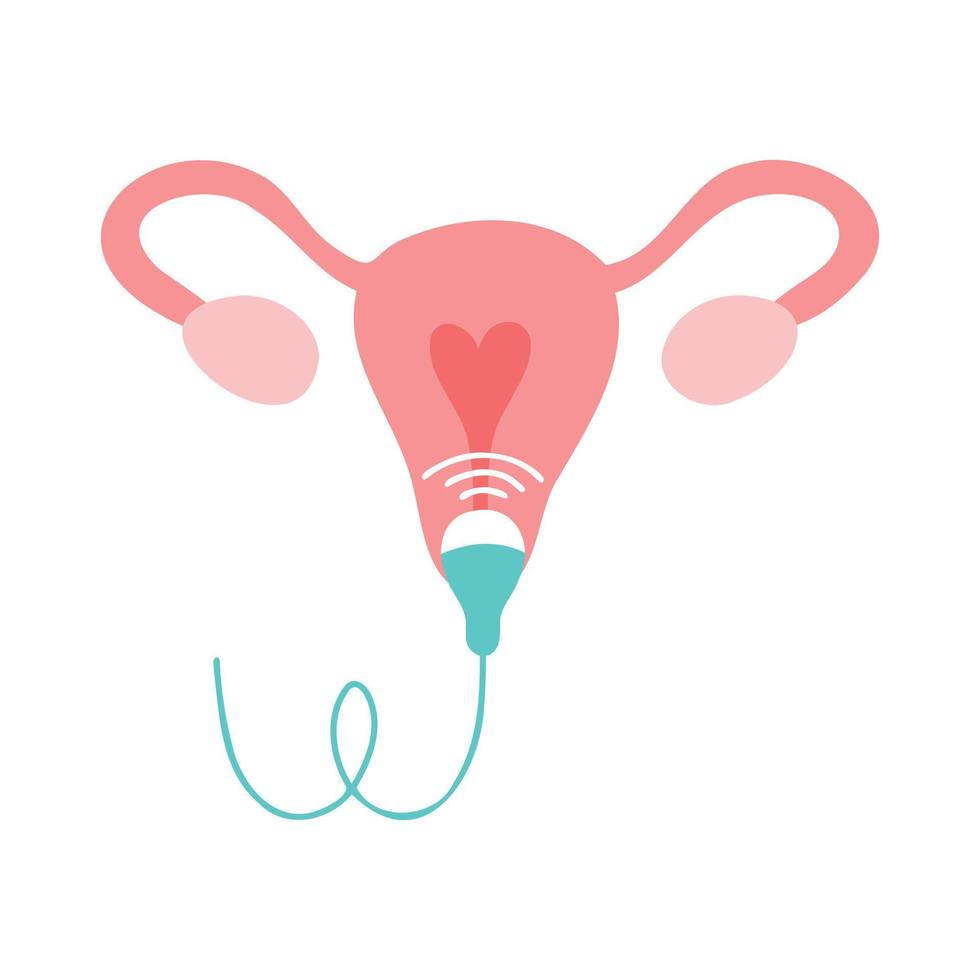 Gynecology ultrasound. Medical examination, obstetrics. Uterus and ovaries. vector