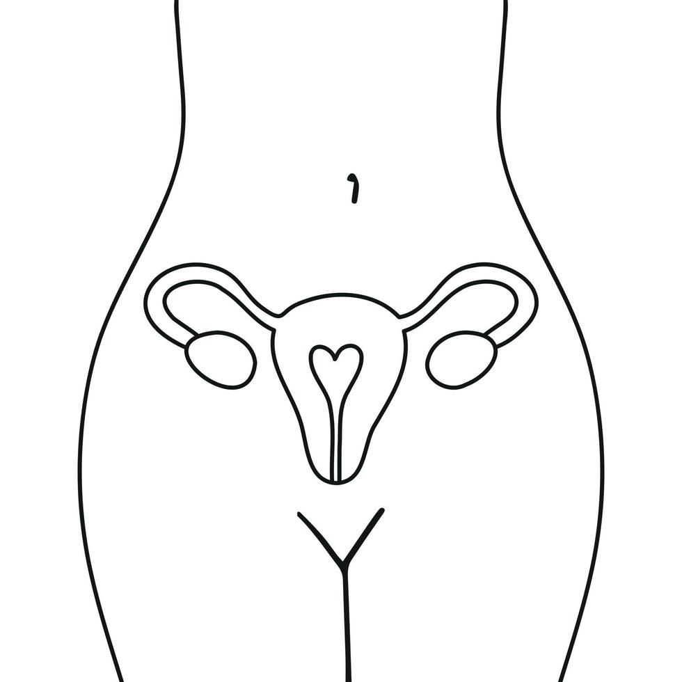 Uterus, female nature. Embryology. vector