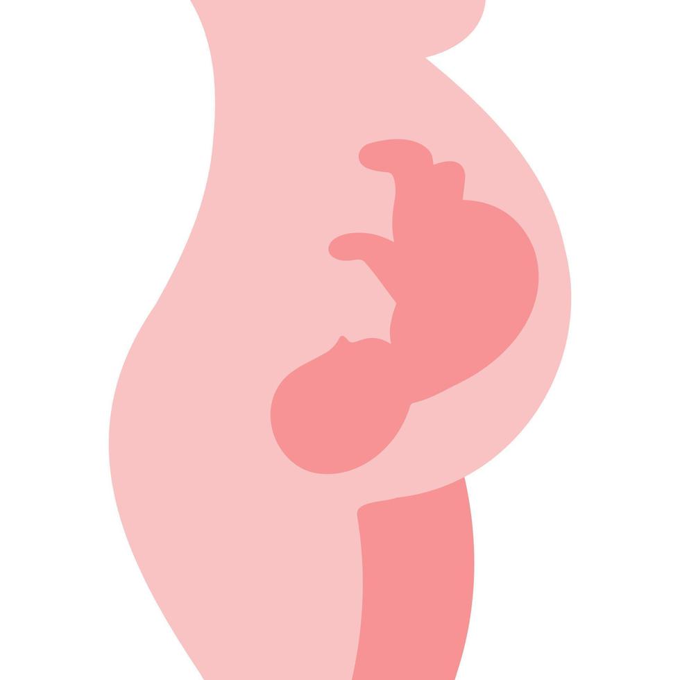 embrión en el vientre de la mujer. ginecología, reproductiva. Posiciones fetales del bebé en el útero durante el embarazo. vector