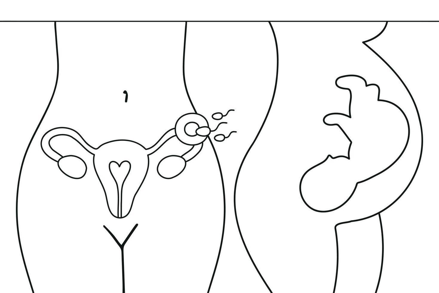 Uterus, sperm, insemination. Fertilization in the fallopian tube. Embryo in woman's belly. Gynecology, reproductive. Fetal baby positions in the uterus during pregnancy. vector