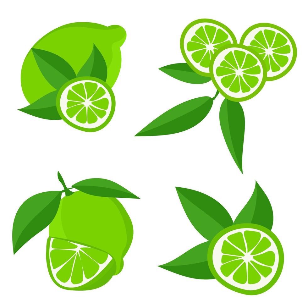 Set with limes.Cutting citrus fruits into slices, slices, circles.Ripe fresh limes on a tree branch vector