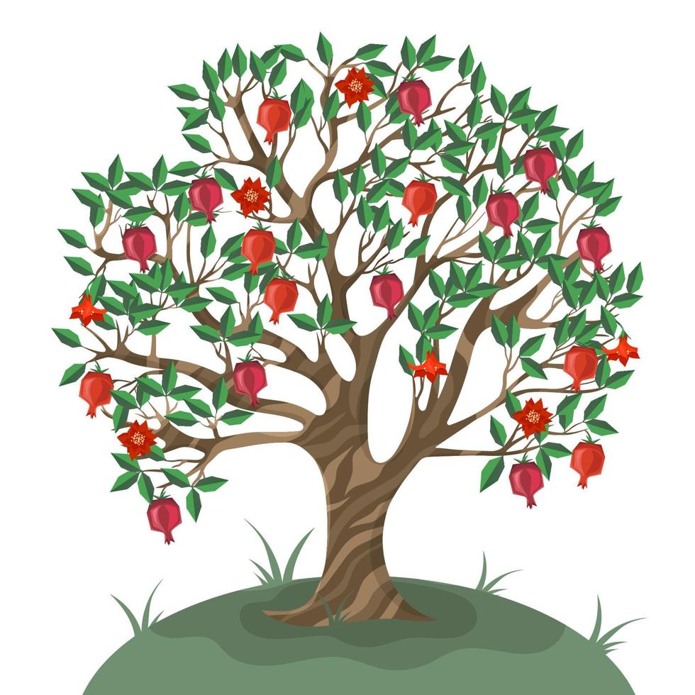 árbol de granada aislado sobre fondo blanco. ilustración vectorial vector