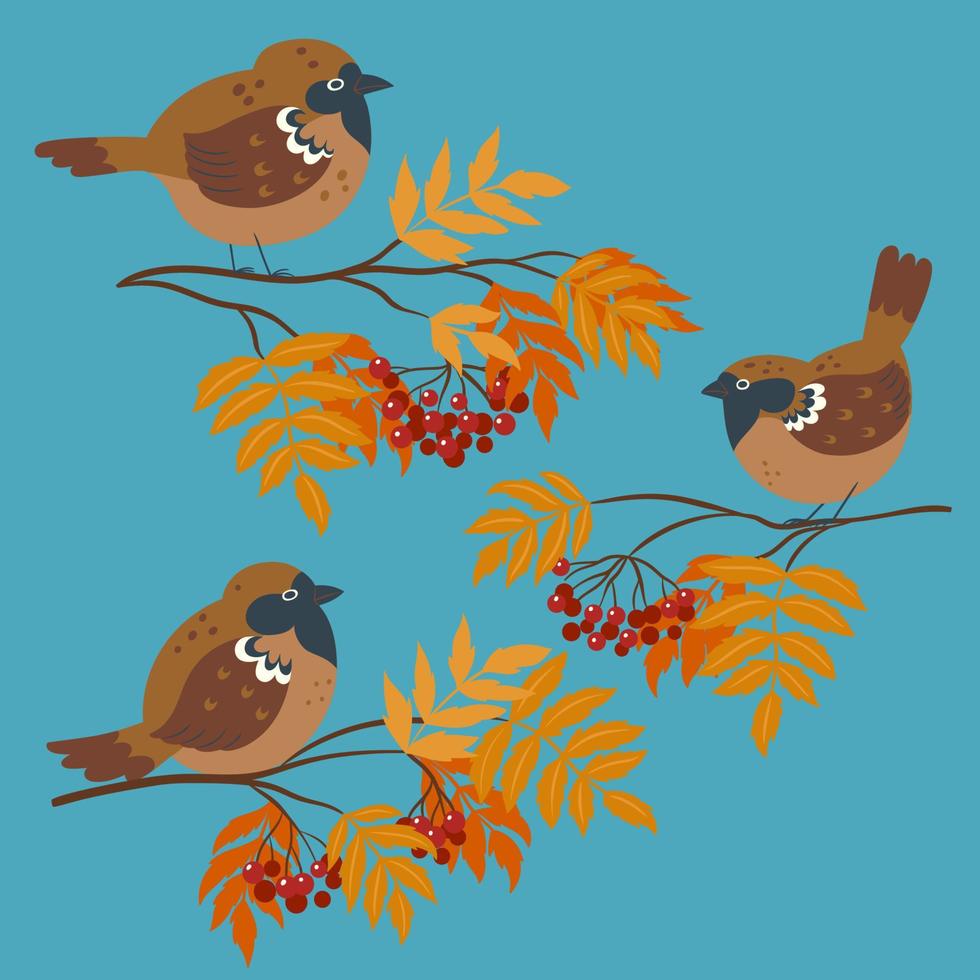 Cute autumn sparrows sitting on rowan branches. Vector graphics.