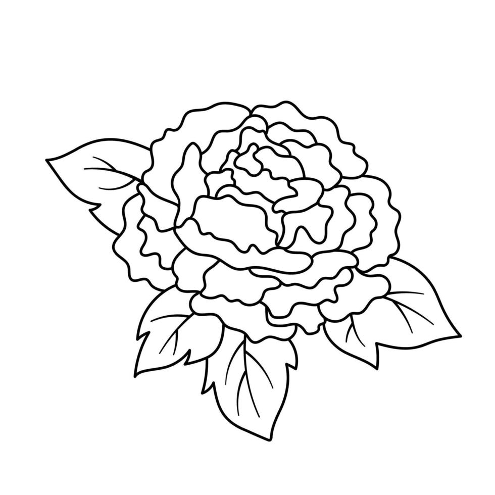 Peony flower with leaves in outline style. Hand drawn vector illustration isolated on white background