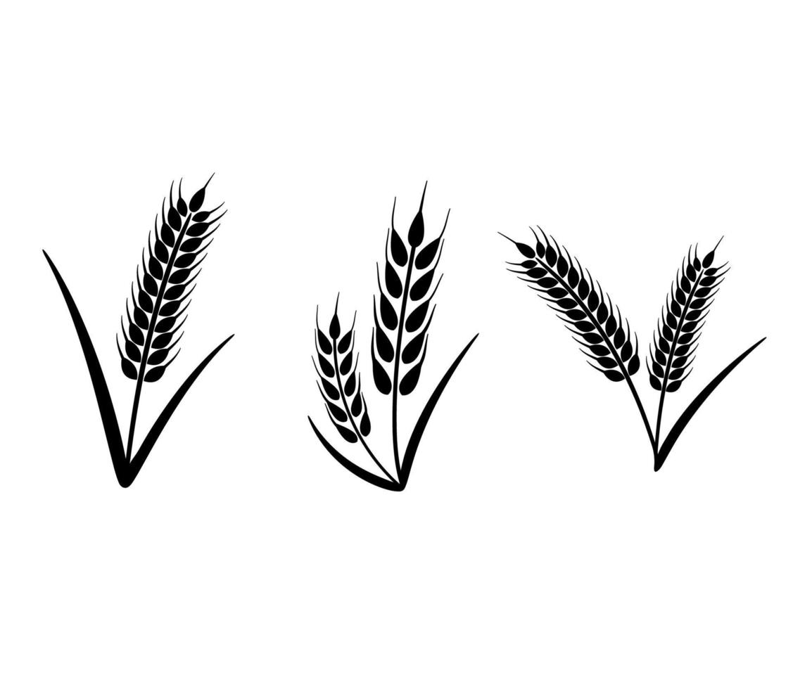 Ears of Wheat, Barley or Rye. Vector graphic icons, ideal for bread packaging, beer labels. Set of objects isolated on white background