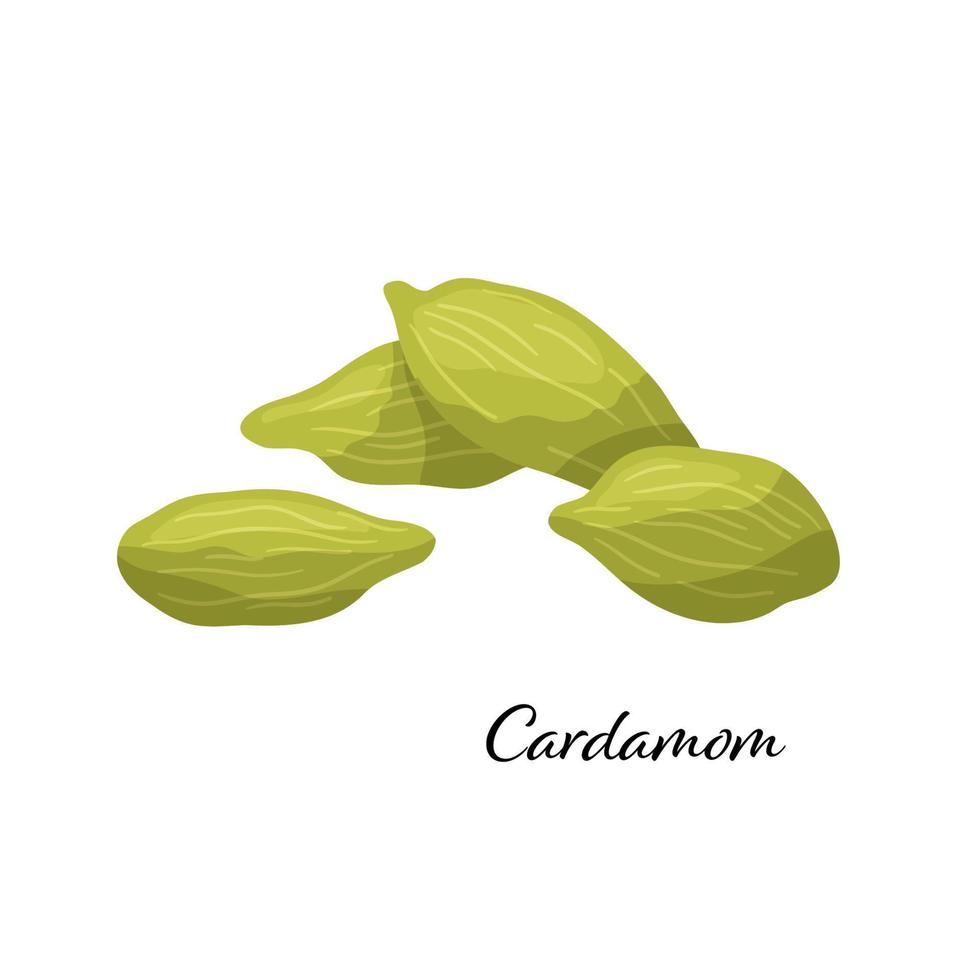 Green cardamom spice. Vector illustration isolated on white background. Cardamom for design element in culinary, package decoration, sticker, label