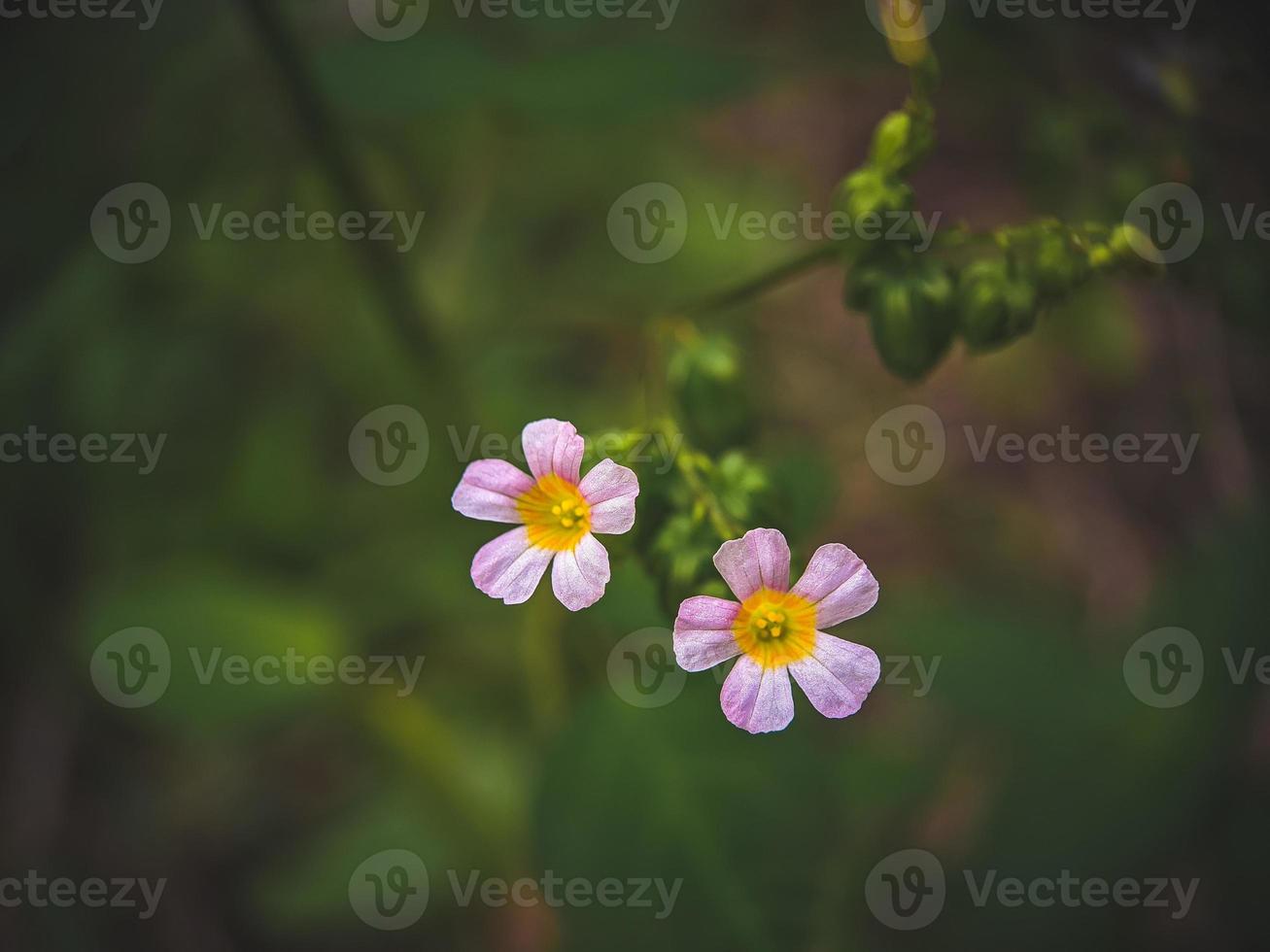 Flowers in the garden photo