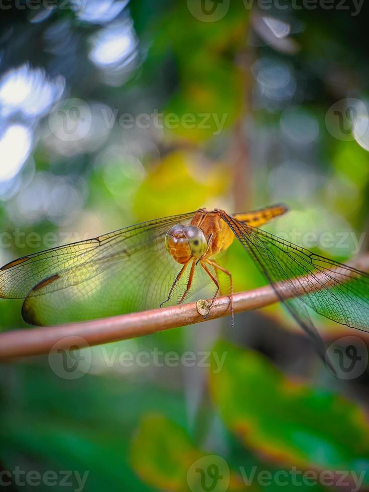 Dragonfly on a branch photo