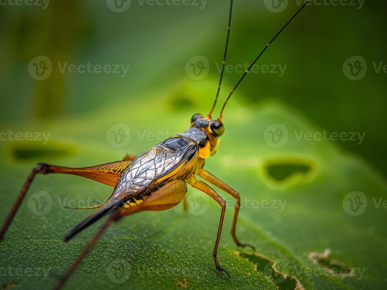 Grasshopper on a green leaf photo
