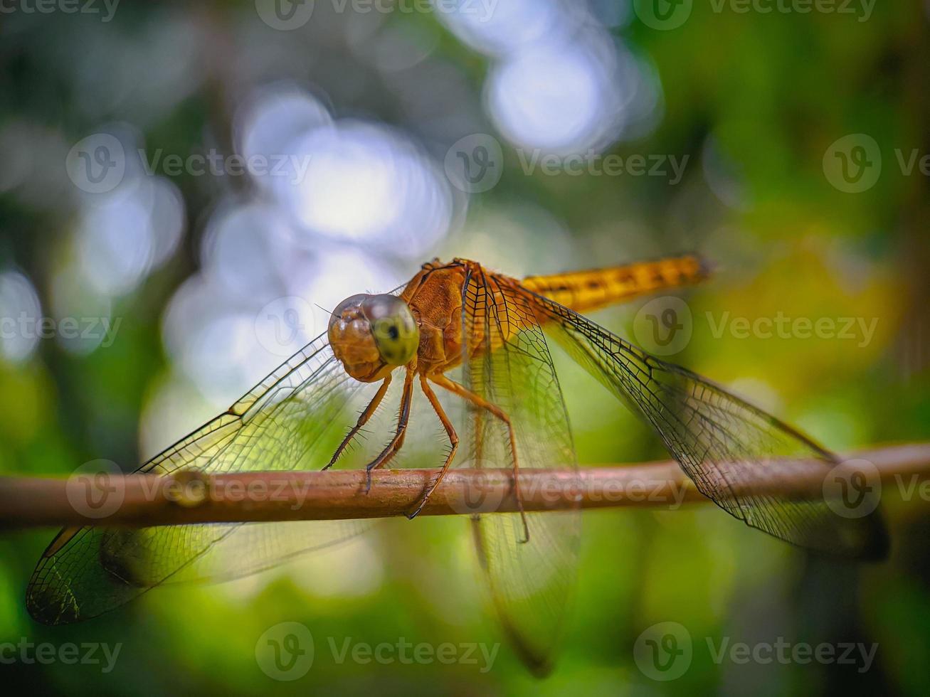 Dragonfly on a branch photo