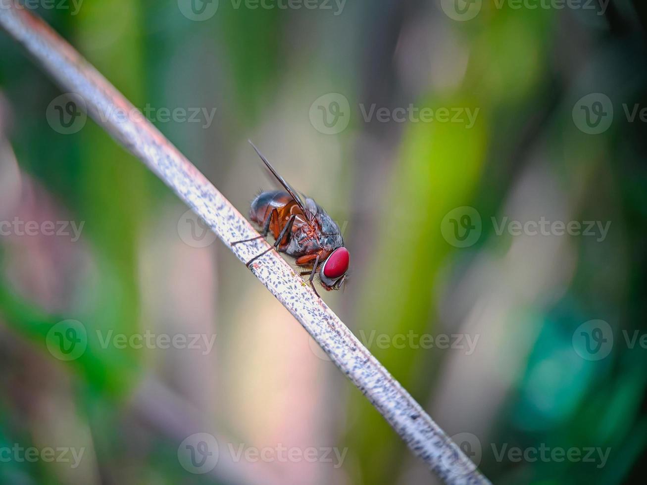 Insect on a branch photo