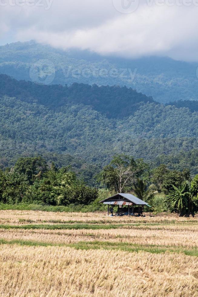 vieja choza solitaria del granjero en el campo de arroz dorado. foto