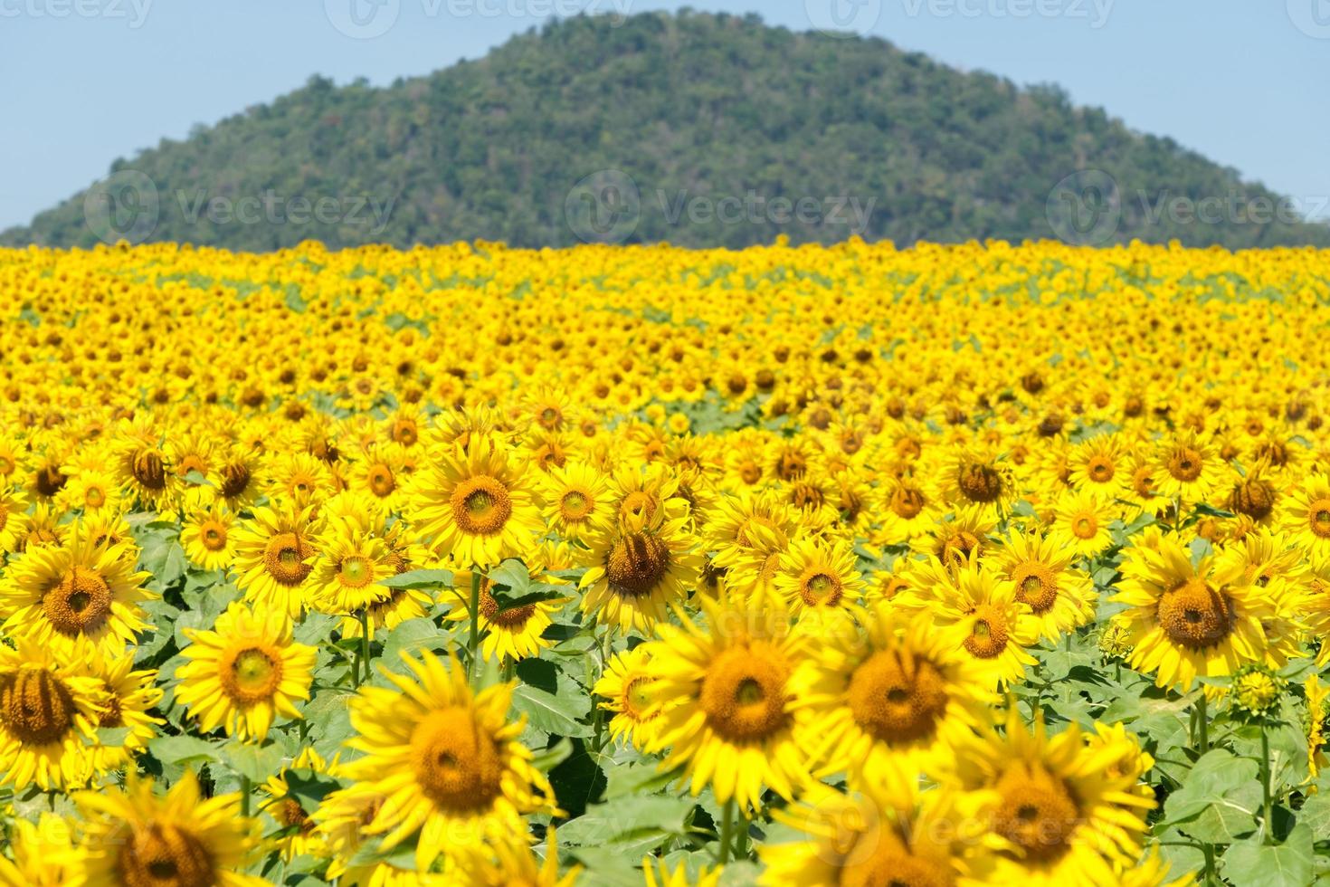 A blooming sunflower field in the countryside farm located on the hill. photo