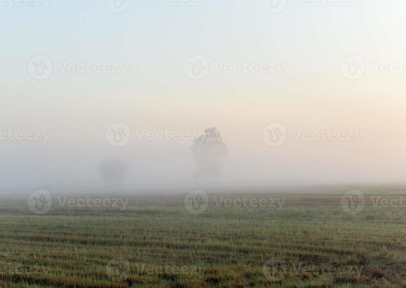 The organic paddy fields were shrouded in thick fog in the early morning. photo