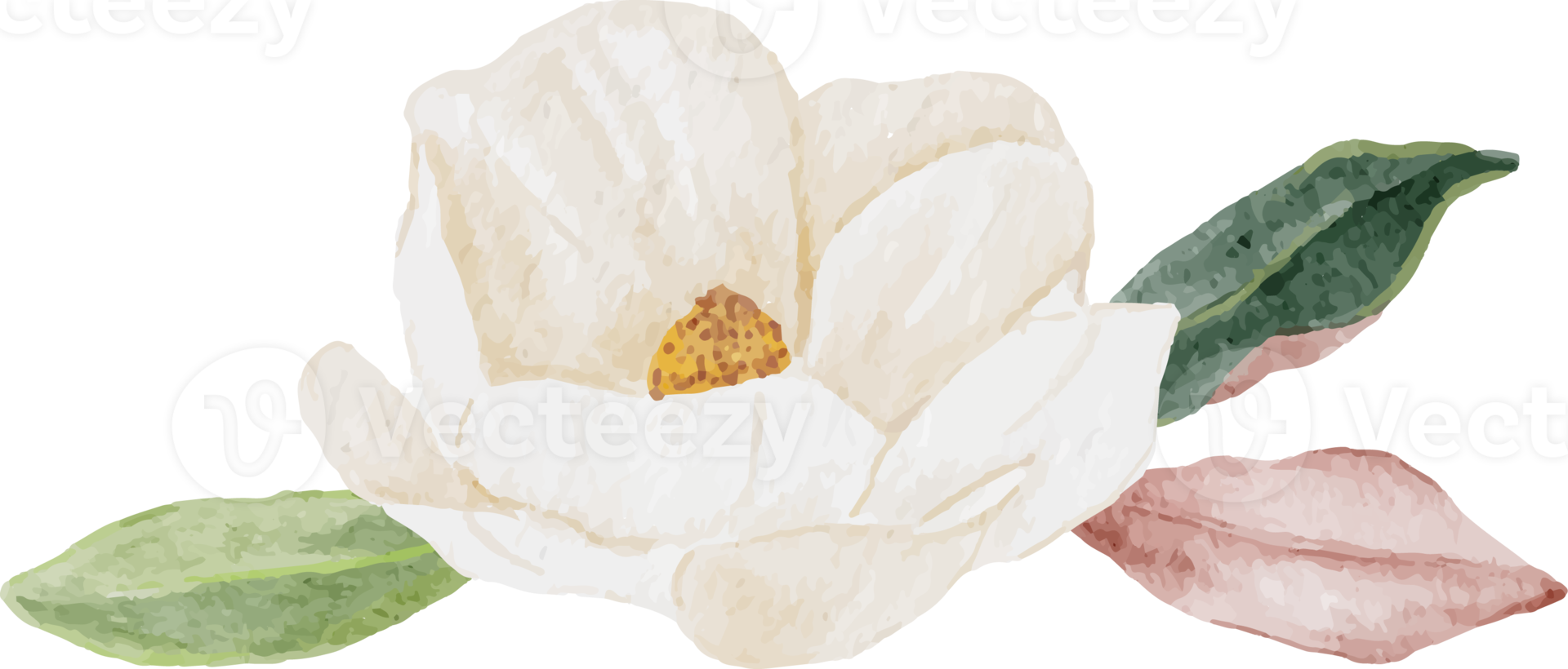 buquê de flores e folhas de magnólia branca aquarela png