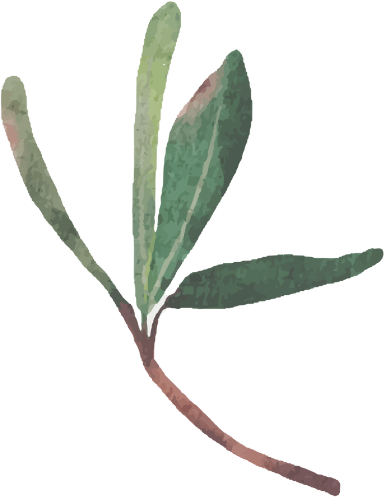 acuarela verde podocarpus polystachy hoja tallo elementos png