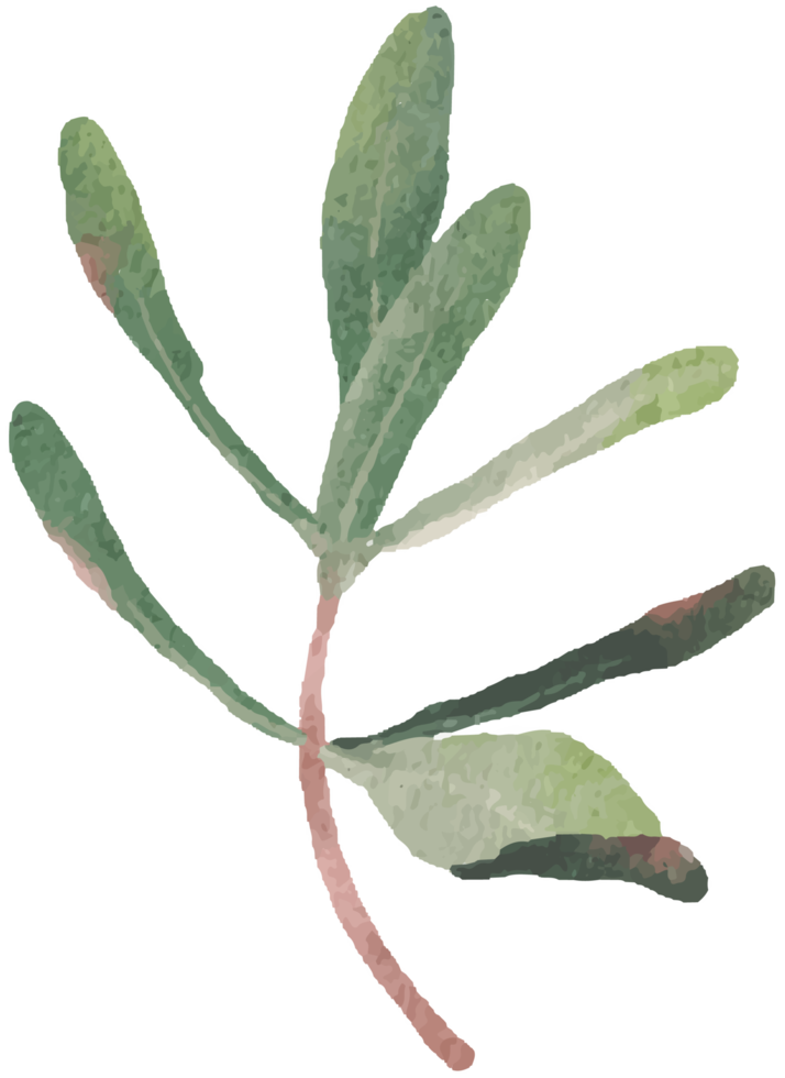 aquarellgrüne Podocarpus-Polystachy-Blattstielelemente png