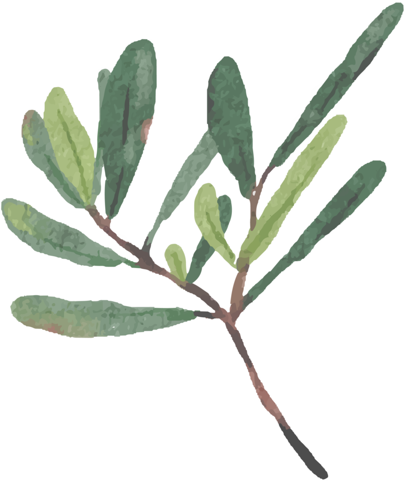 watercolor green Podocarpus polystachy leaf stem elements png