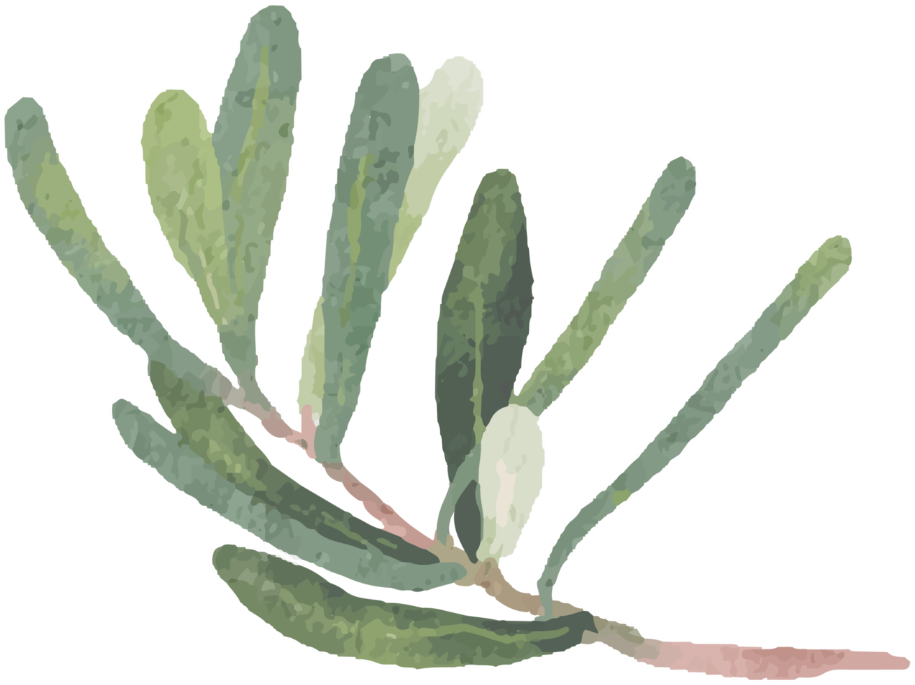 watercolor green Podocarpus polystachy leaf stem elements png