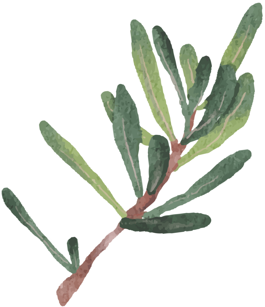 acuarela verde podocarpus polystachy hoja tallo elementos png