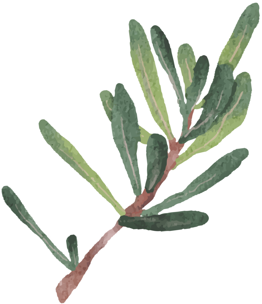 watercolor green Podocarpus polystachy leaf stem elements png