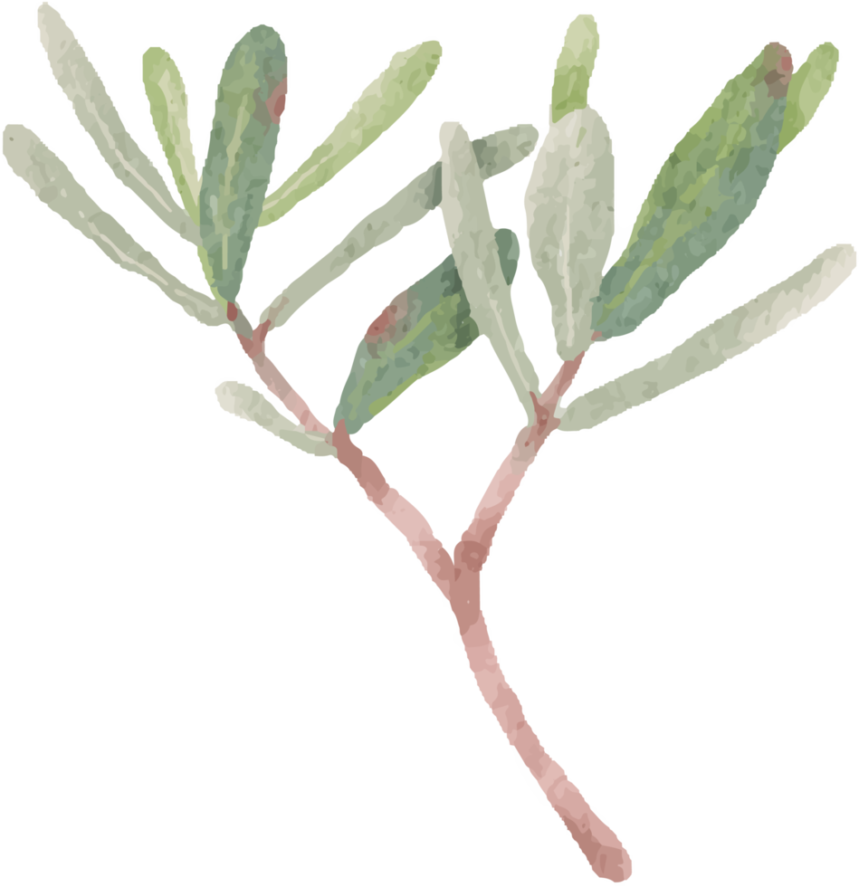 watercolor green Podocarpus polystachy leaf stem elements png