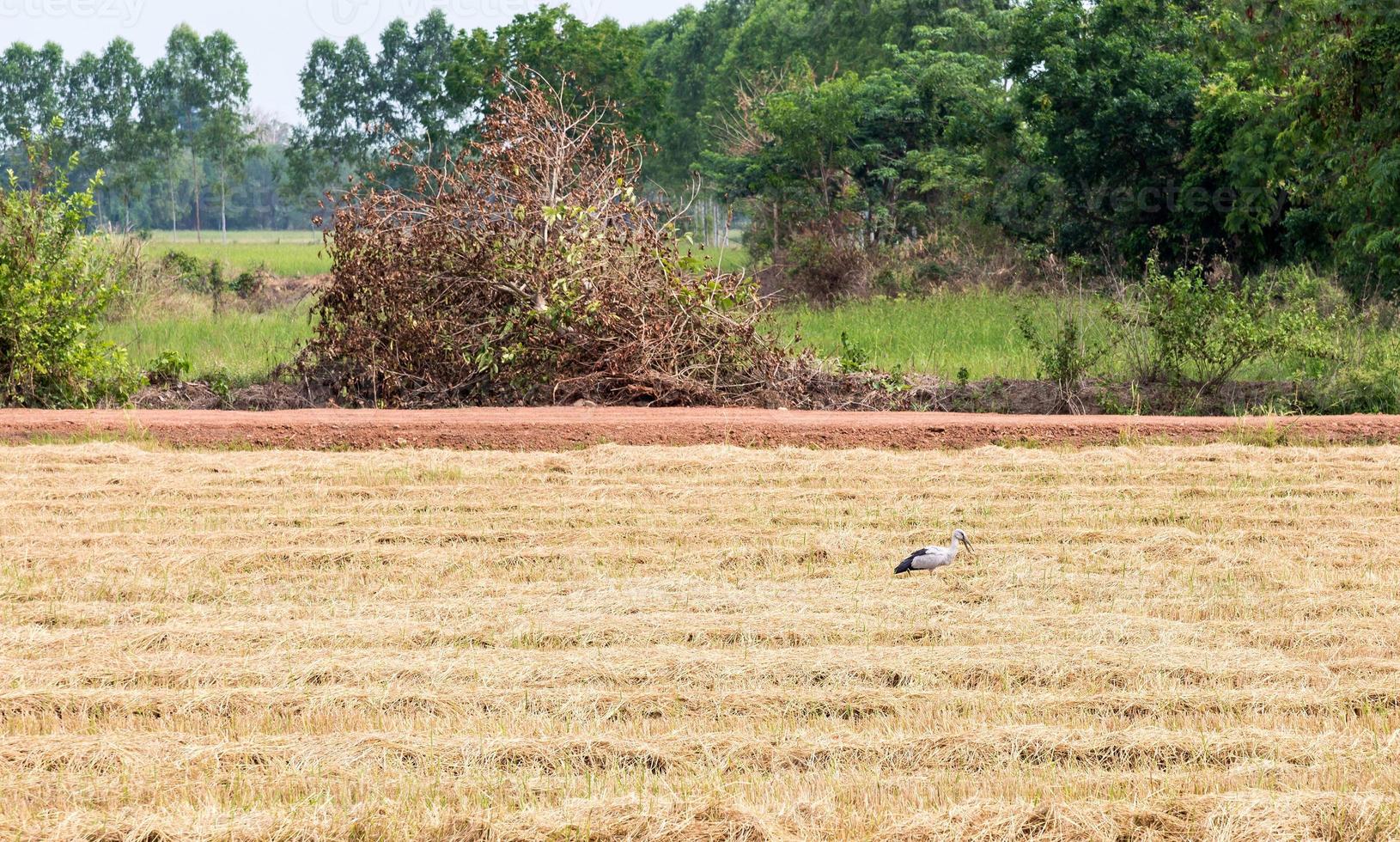 Dry paddy field photo