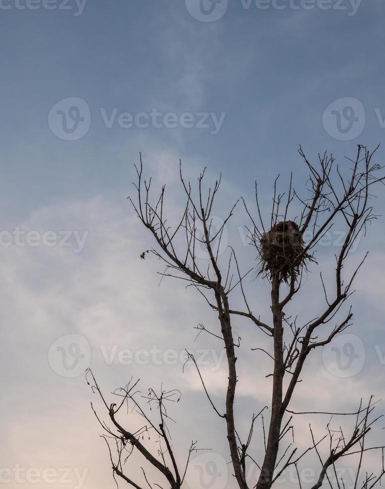 Large bird nest. photo