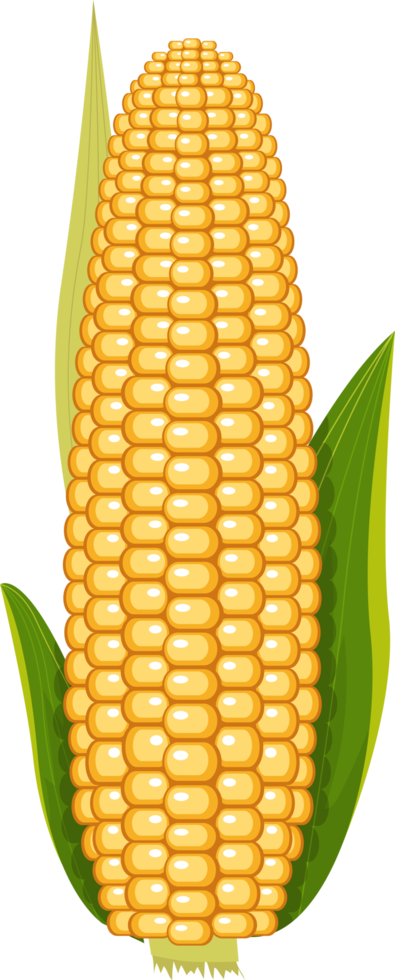 Corn clipart design illustration png