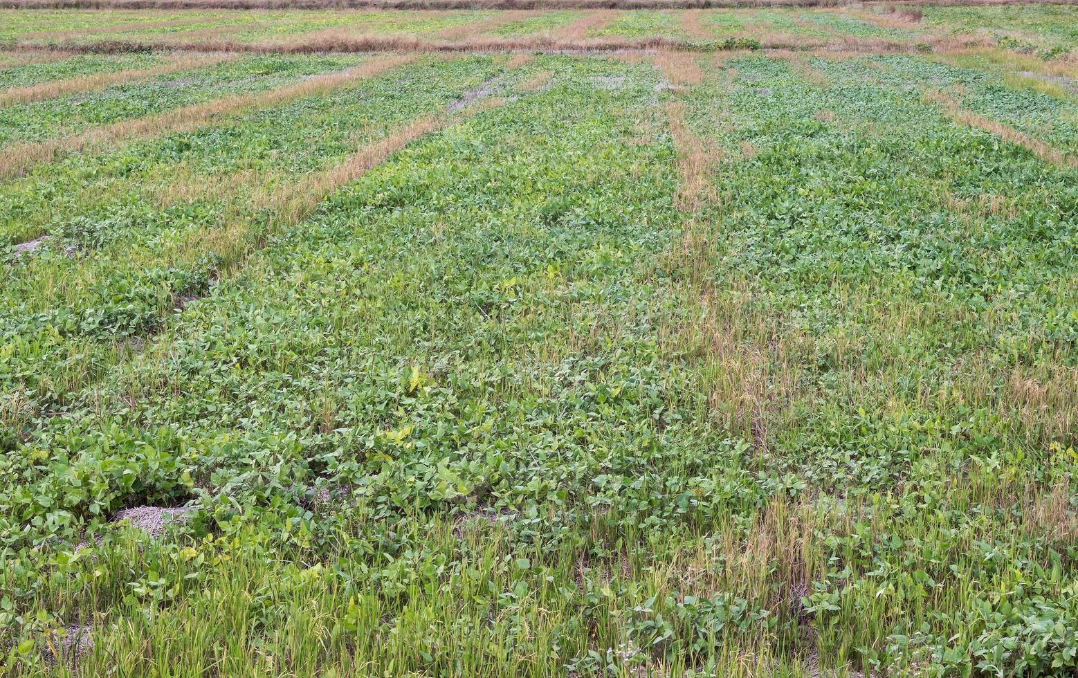 Organic peanut farm. photo