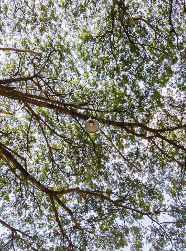 Modern electrical lamp is hanging on the branch. photo