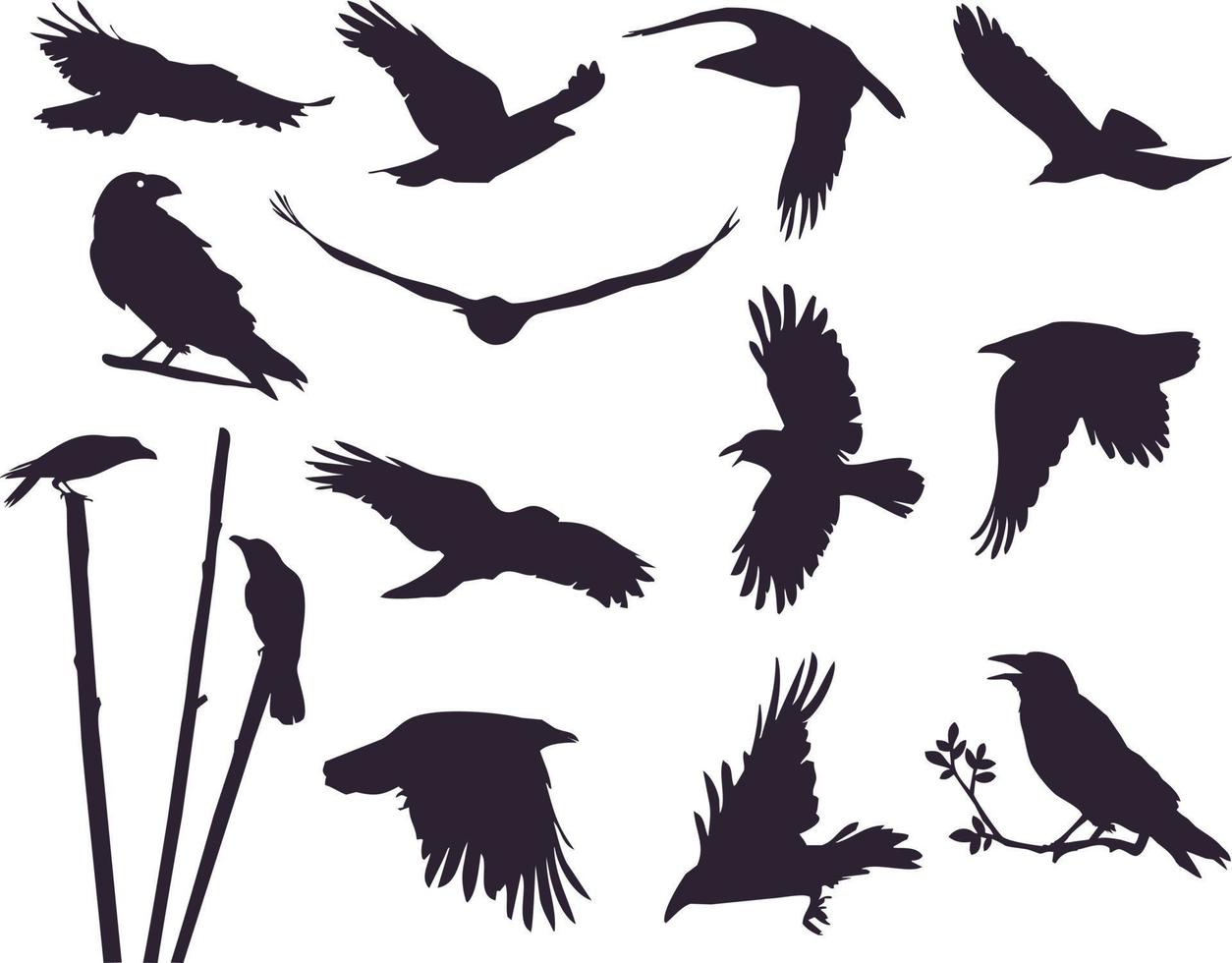 Set of crows, 13 pieces. Flying birds silhouettes set. Crows flap their wings and fly in the sky vector