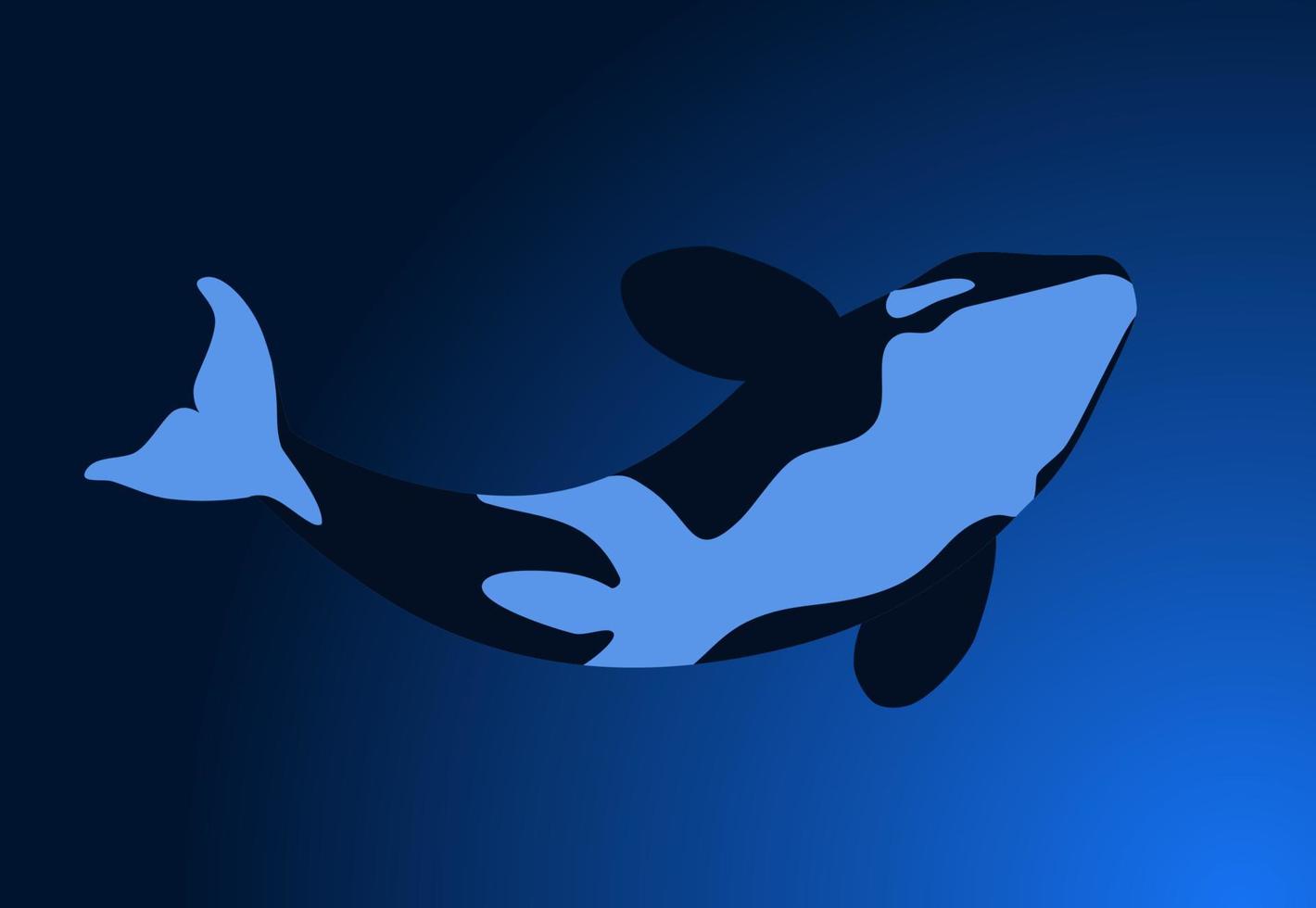 The killer whale swims at depth. View of the killer whale from below. vector