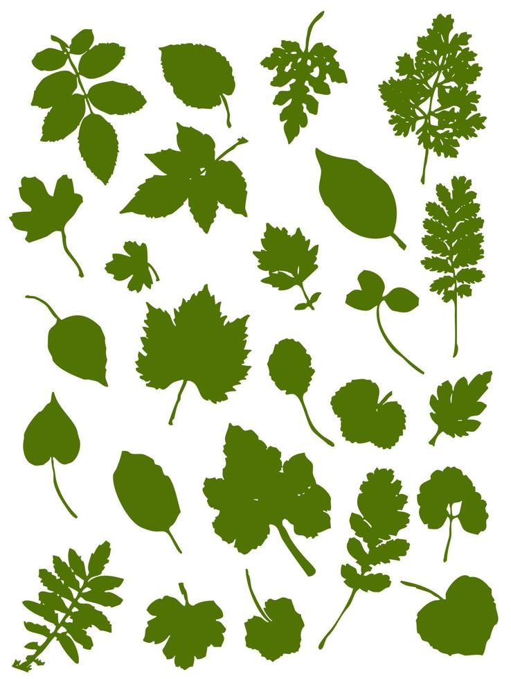 conjunto de siluetas de hojas. hojas de árboles de bosque caducifolio vector