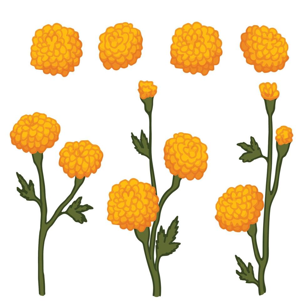 marigold yellow flower retro old line art etching vector