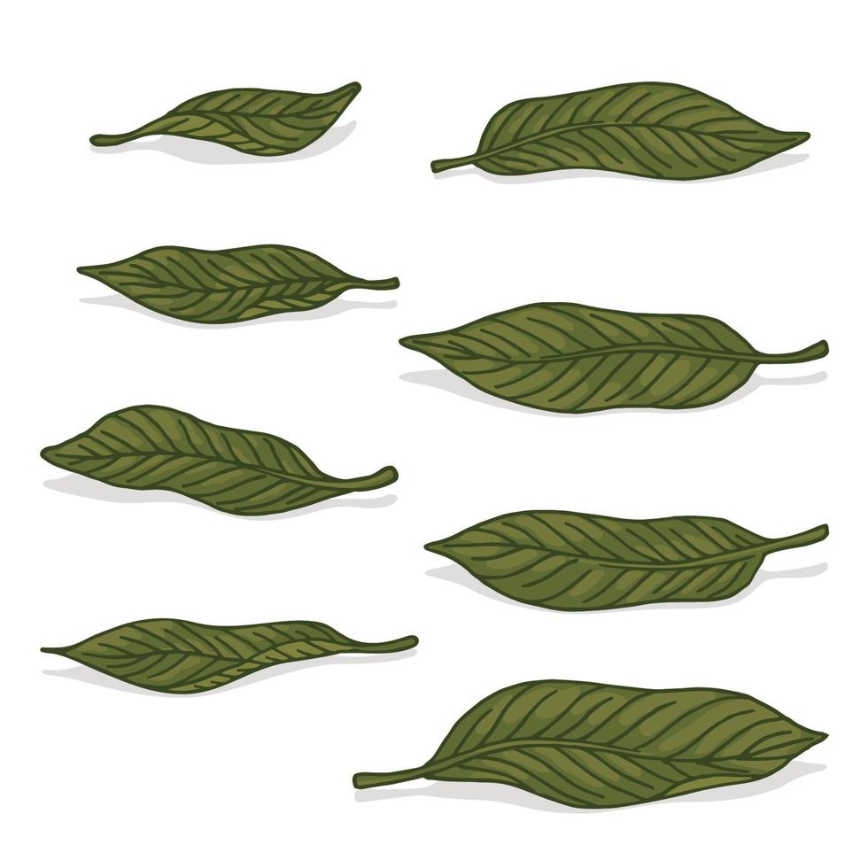 green mango leaf retro old line art etching vector