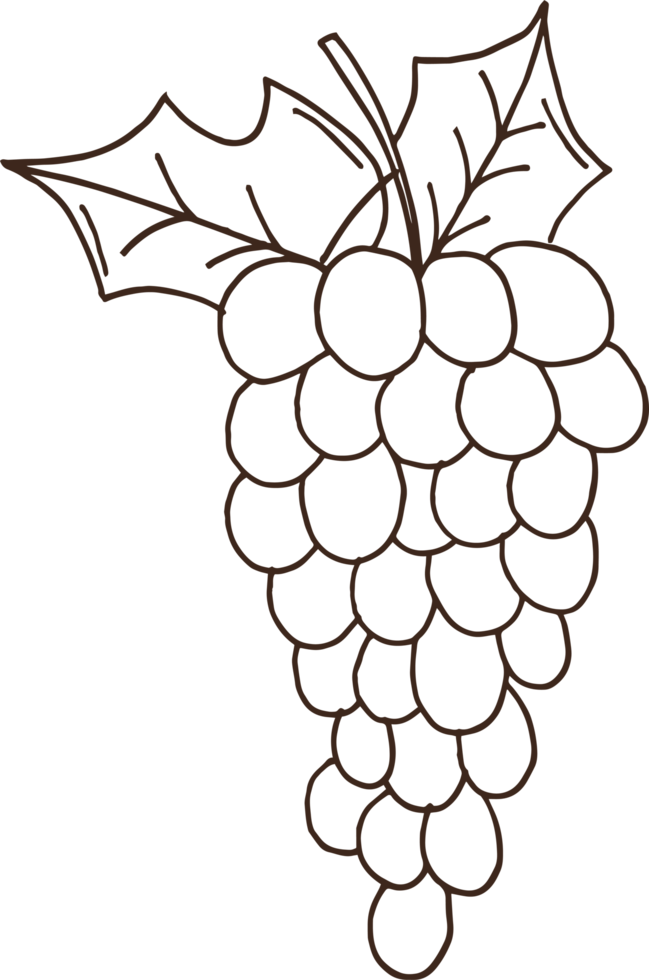 Hand drawn fruits clipart design illustration png