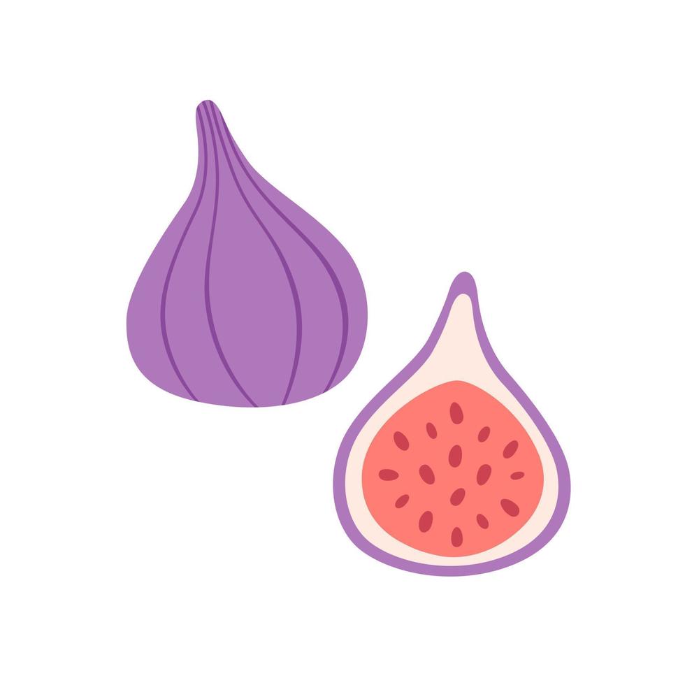 Fresh figs. Exotic and tropical fruit. Healthy food vector