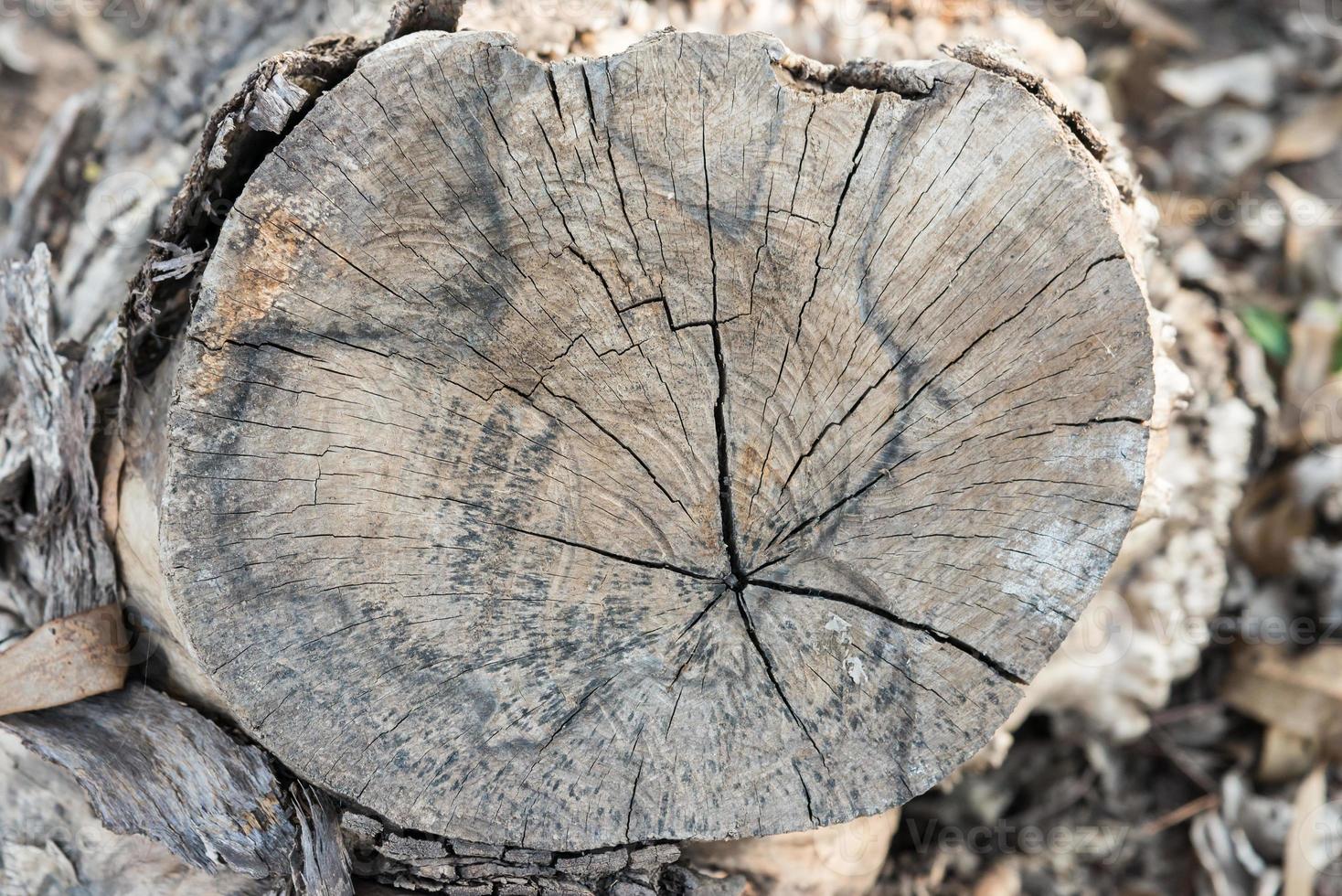 Small tree stump photo