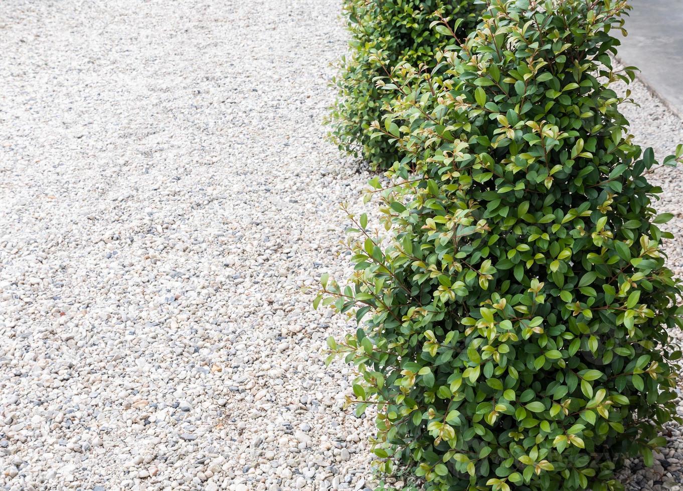 White scree field with the shrub. photo