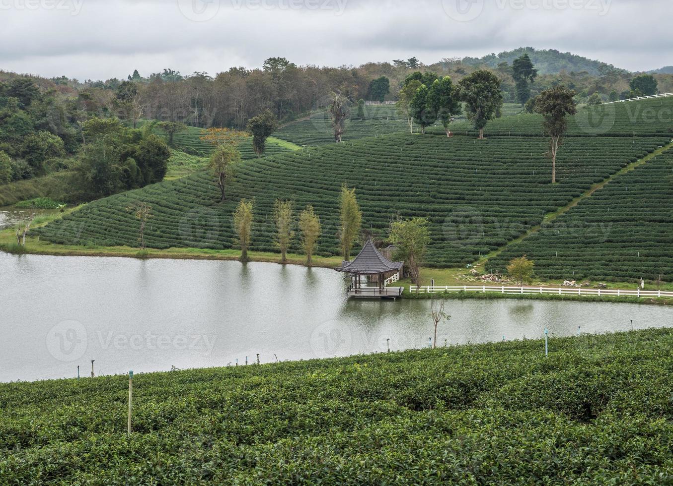 Small pavilion is near the reservoir of the tea plantation. photo