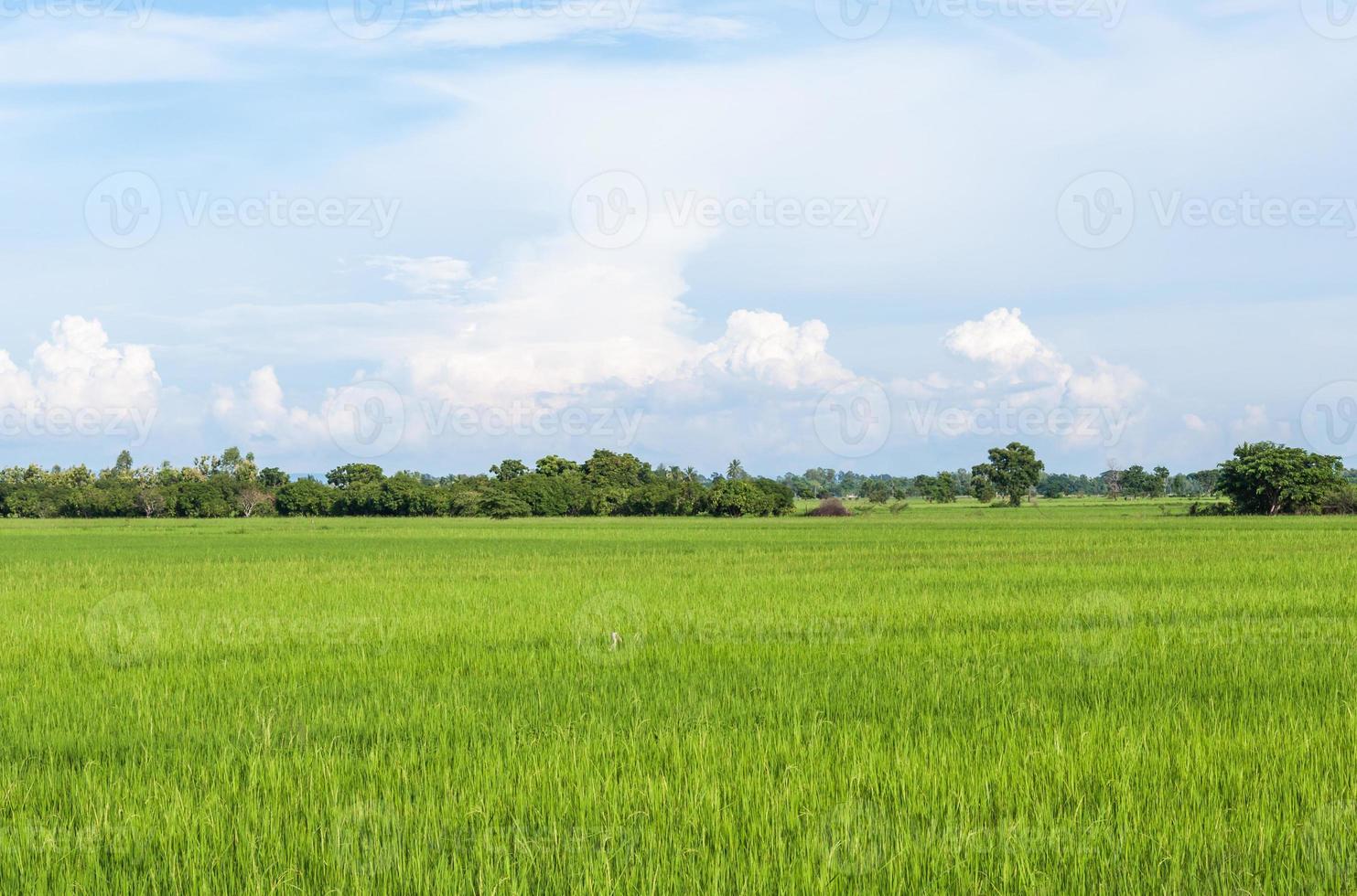 campo de arroz fresco de la granja orgánica. foto