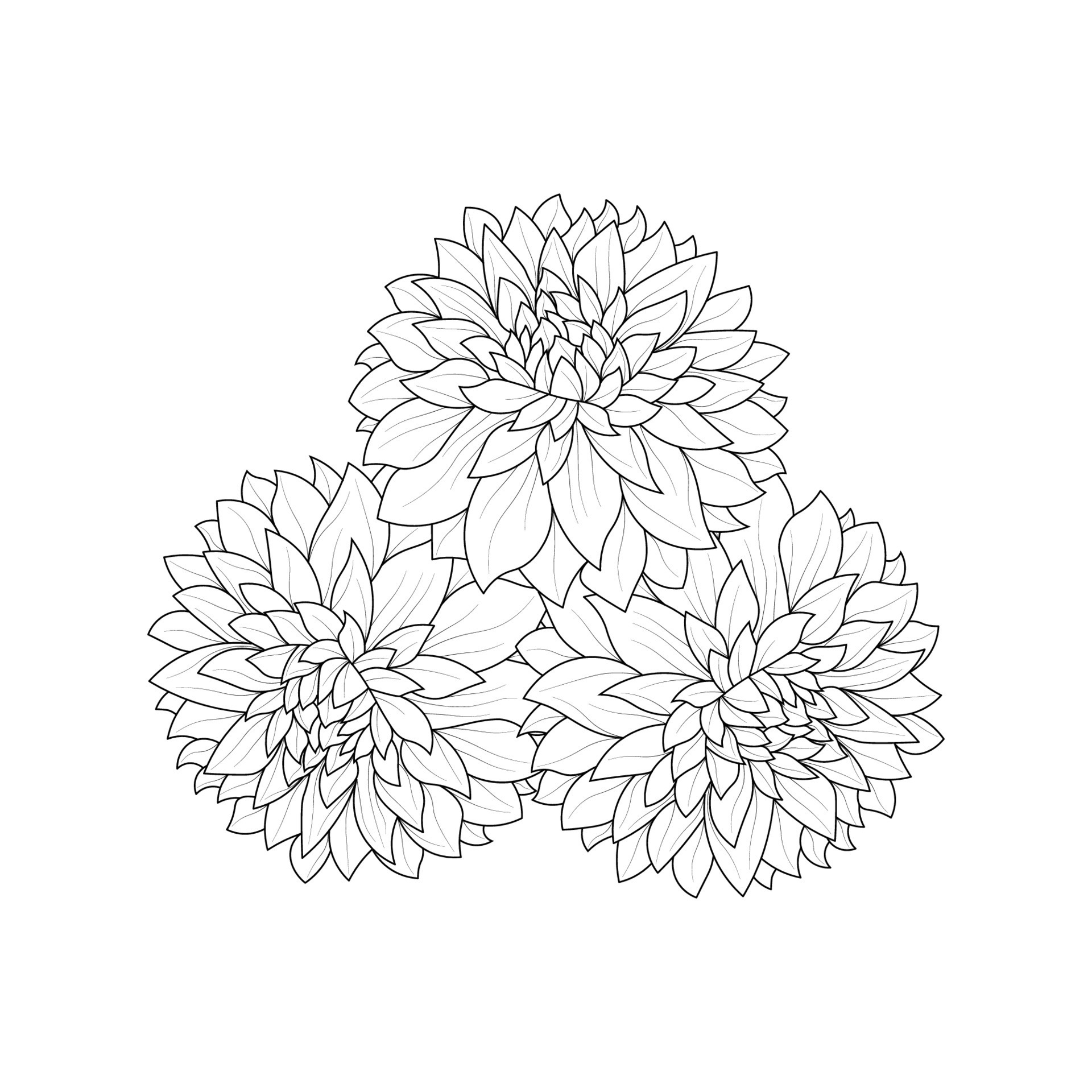 dahlia or dalia flower coloring page of vector illustrations in hand