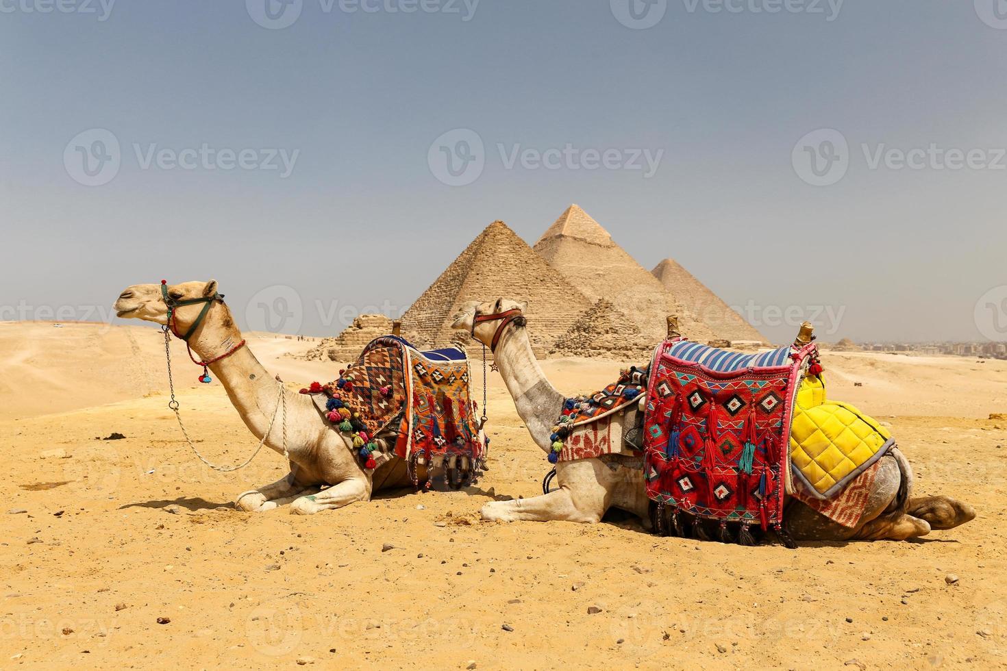 camellos en el complejo de la pirámide de giza, el cairo, egipto foto